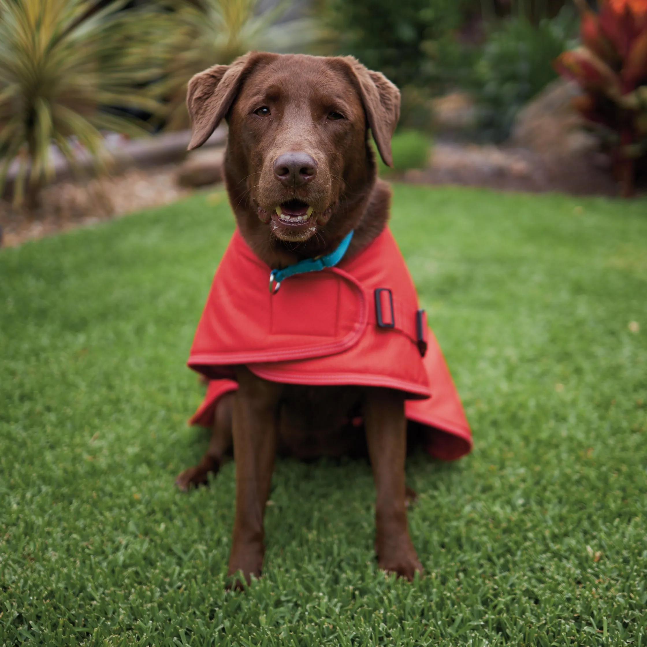 Adventure Dog Coat - Red
