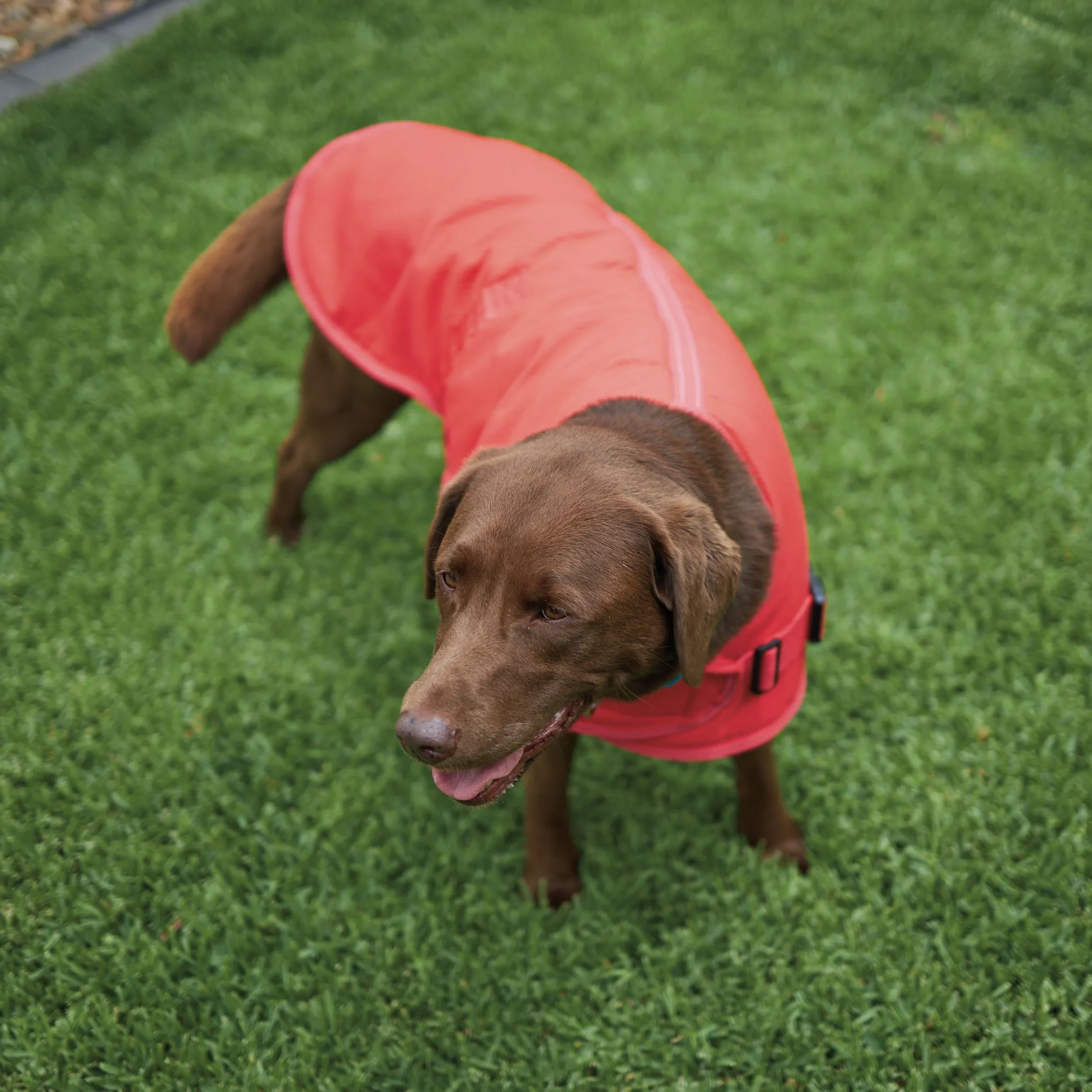 Adventure Dog Coat - Red