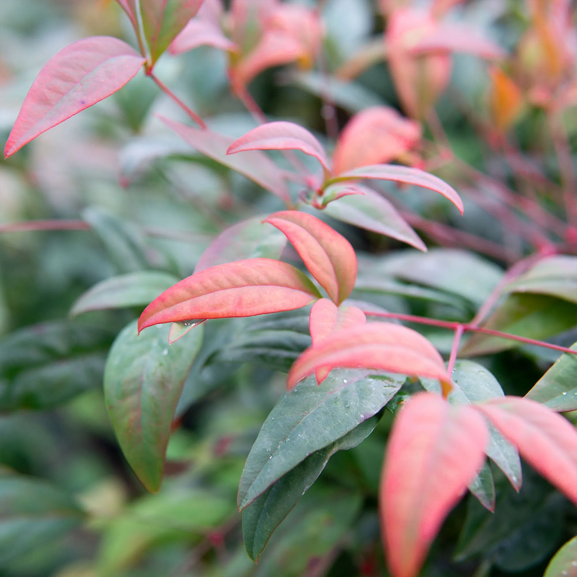 Dwarf Nandina Firepower Shrub