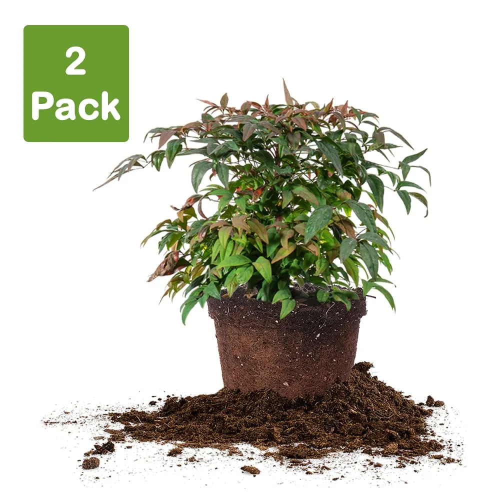 Dwarf Nandina Firepower Shrub