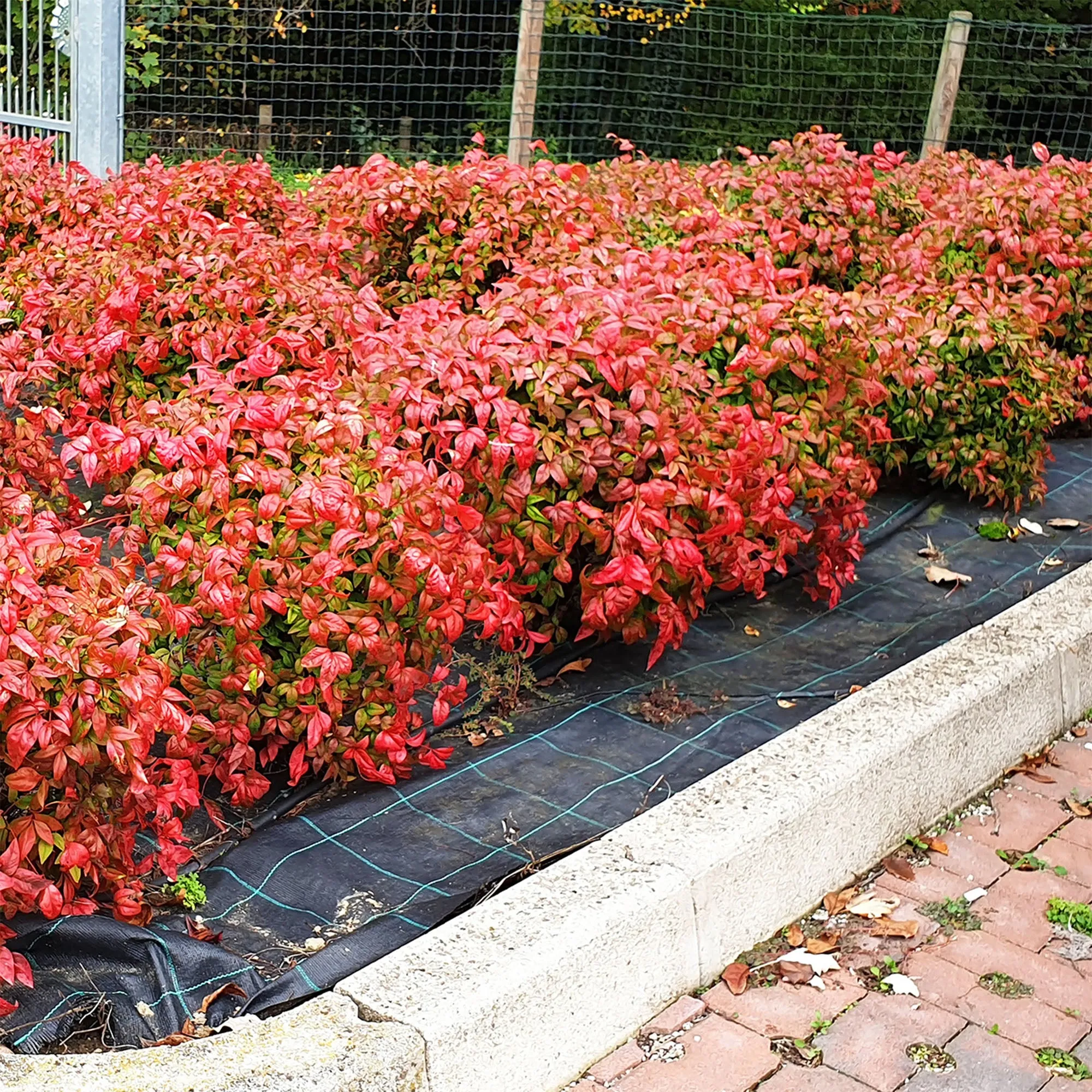 Dwarf Nandina Firepower Shrub