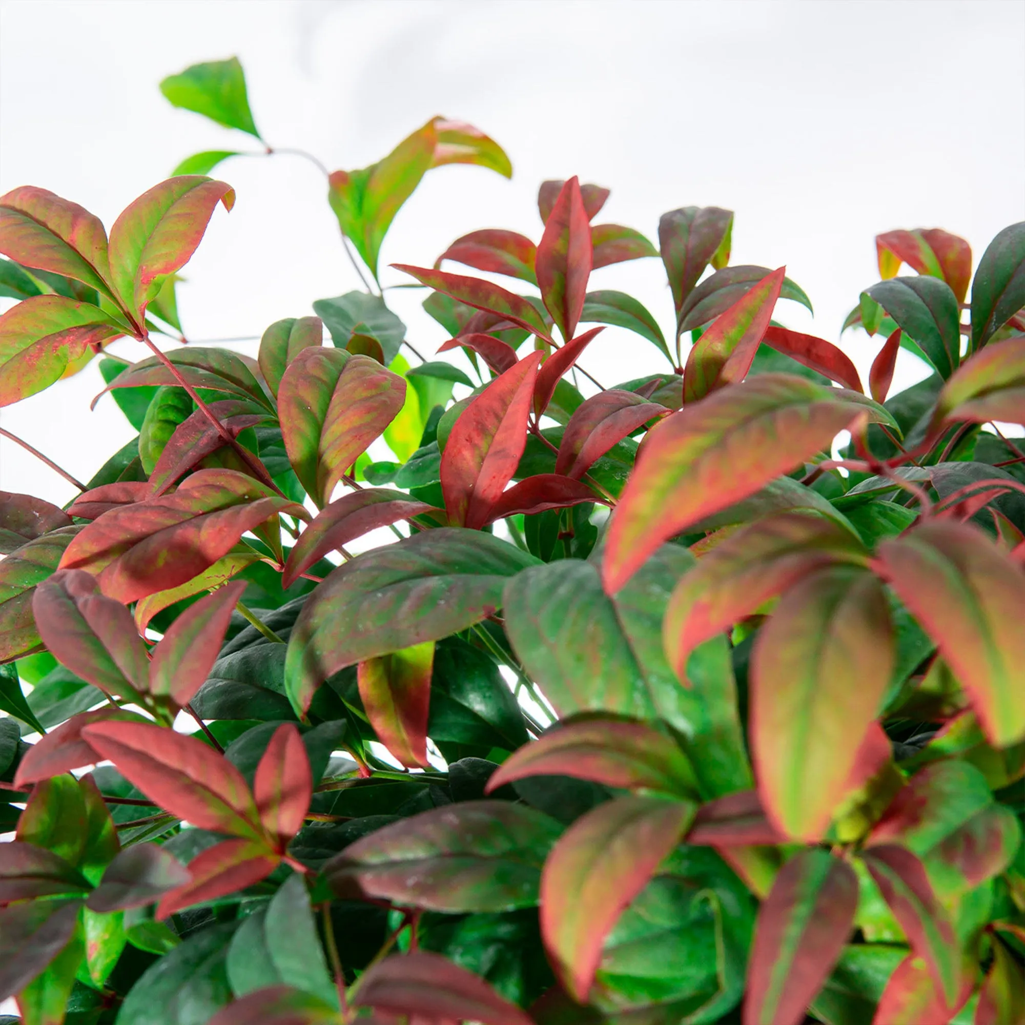 Dwarf Nandina Firepower Shrub