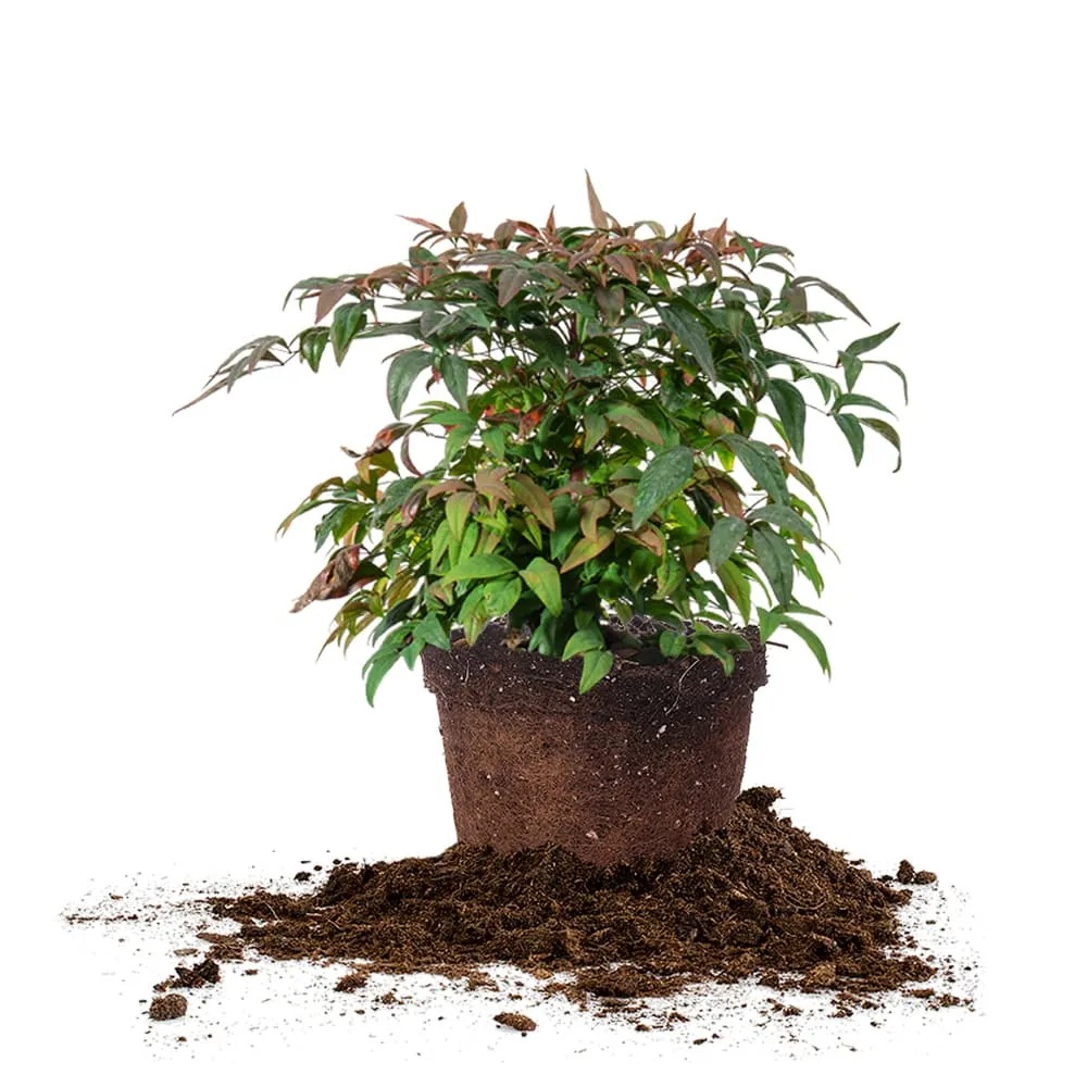 Dwarf Nandina Firepower Shrub