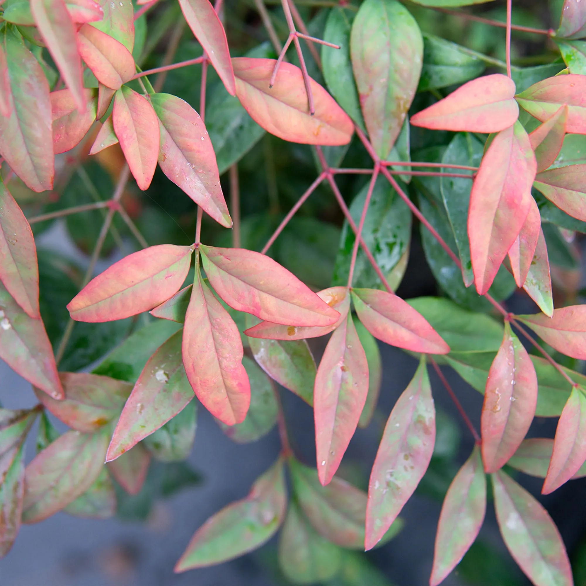Dwarf Nandina Firepower Shrub