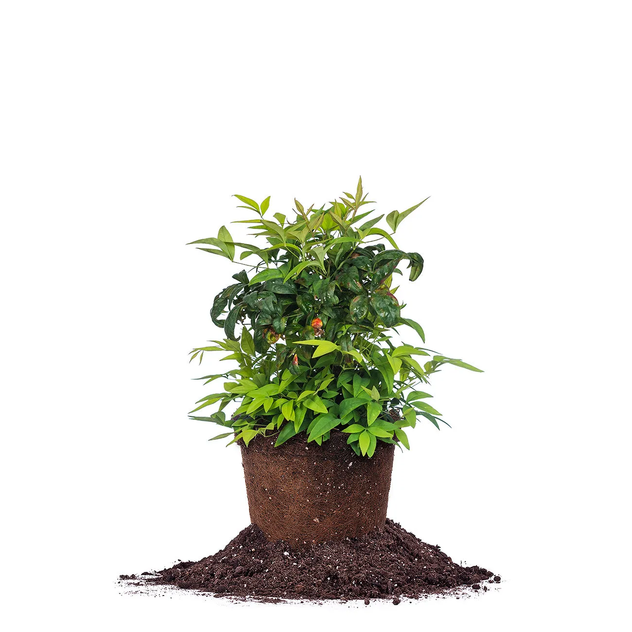Dwarf Nandina Firepower Shrub