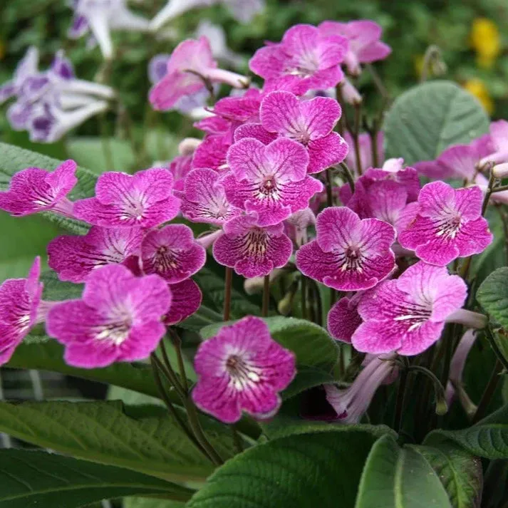 Streptocarpus 'Alana' - Cape Primrose