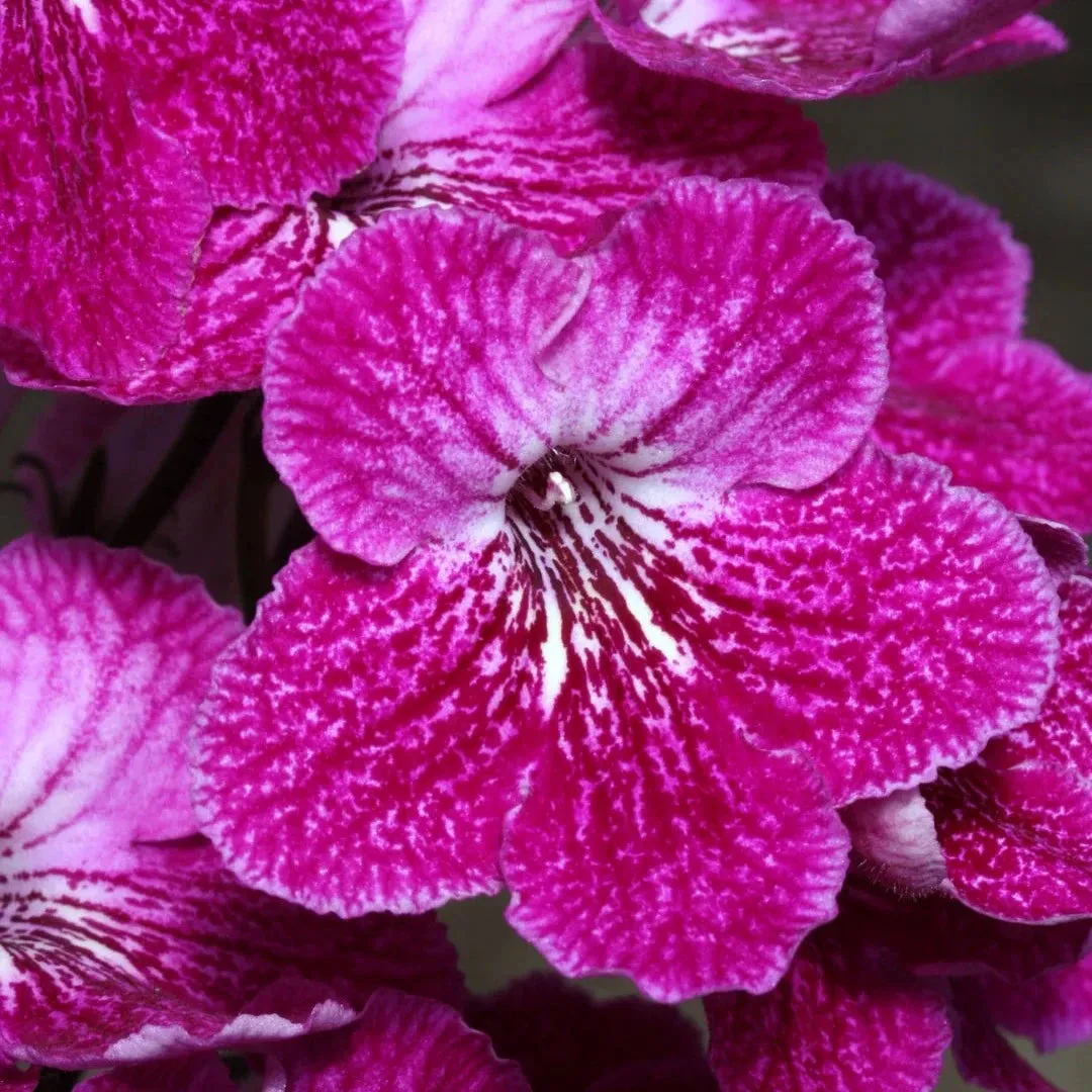 Streptocarpus 'Alana' - Cape Primrose
