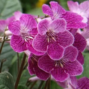 Streptocarpus 'Alana' - Cape Primrose