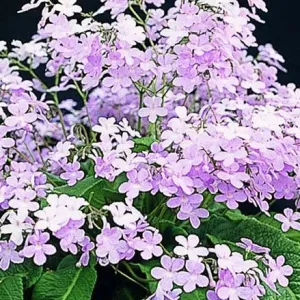 Streptocarpus 'Gloria' - Cape Primrose