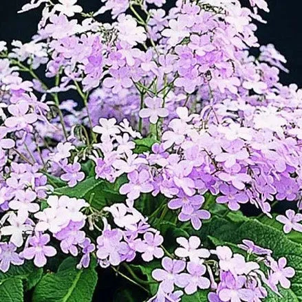 Streptocarpus 'Gloria' - Cape Primrose
