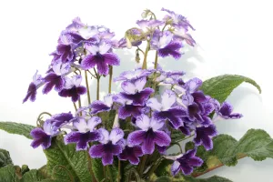 Streptocarpus 'Katie' - Cape Primrose